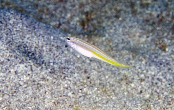 Microgobius carri